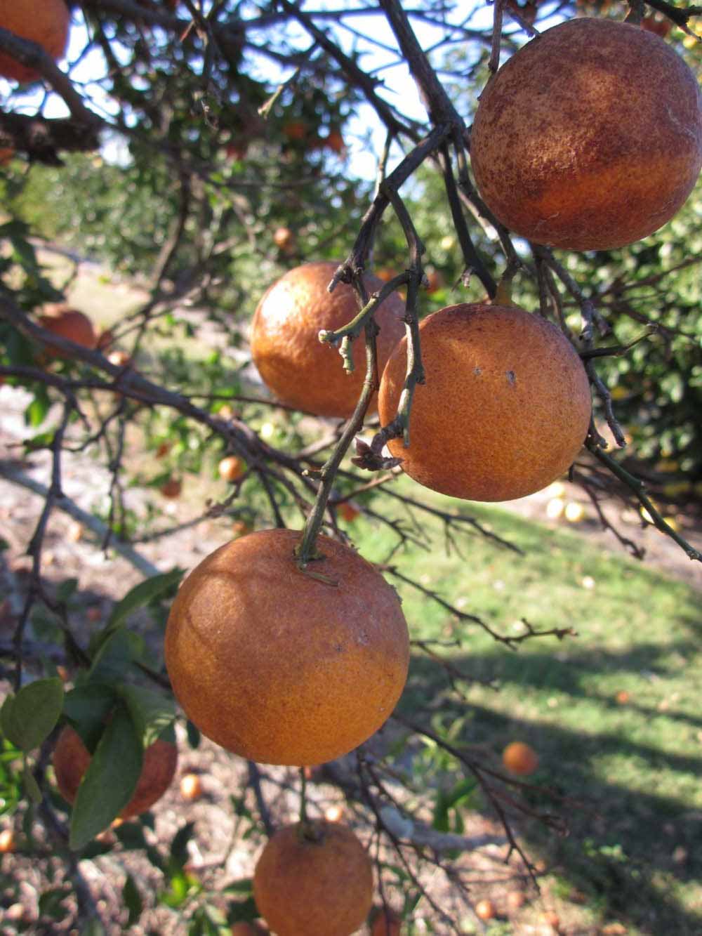            Fruit (Winter Haven, FL)   